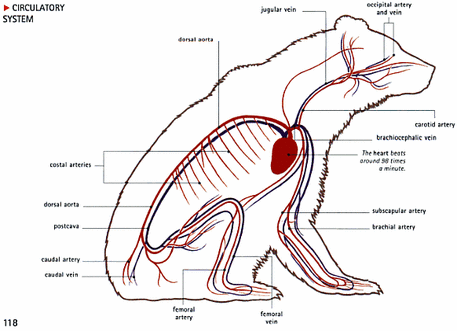 Cat Endocrine System Diagram Choice Image - How To Guide 